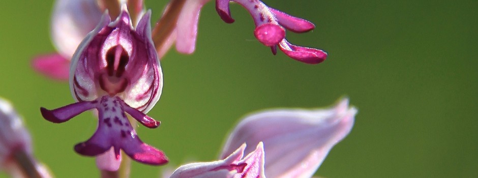 10 15    4490 Orchis Tridentata Maxi Format.JPG