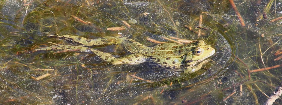 IMG_0218 la Grenouille.JPG